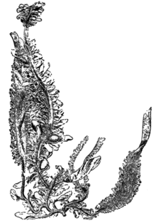 illustration of Egregia Menziesii