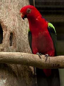 Red parrot with green wings
