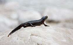 The Alpine newt stands on a rocky surface.