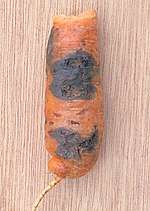 Alternaria radicina on Daucus carota