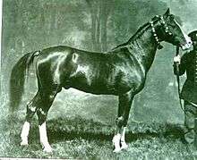 Solid-colored stallion with four white stockings and a blaze