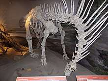 Skeletal cast showing forwards-pointing neck spikes