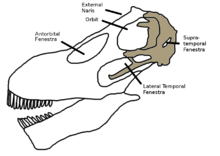 Diagram of the skull