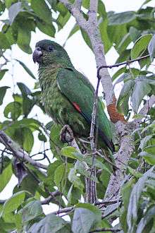 A green parrot with violet-edged wings, and black eye-spots