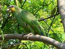 A green parrot with yellow cheeks and a black face