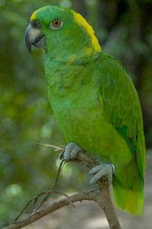 A green parrot with a yellow nape and forehead