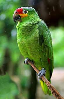 A green parrot with a red forehead and yellow cheeks