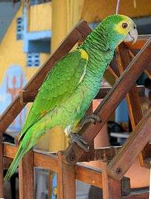 A green parrot with yellow shoulders and head, and white eye-spots