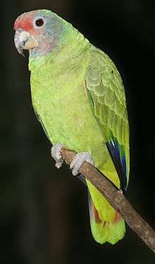 A green parrot with light-brown cheeks, a red forehead, and white eye-spots