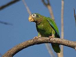 A green parrot with blue-edged wings, a light-brown forehead, and white eye-spots
