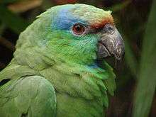 A green parrot with a red forehead and eye, and blue eyebrows