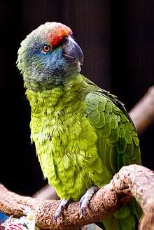 A green parrot with a blue head and a red forehead