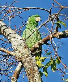 A green parrot