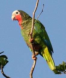 A green parrot with a pink throat and cheeks, a white face and forehead, and blue-tipped wings
