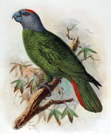 A green parrot with a blue-grey head and a red forehead