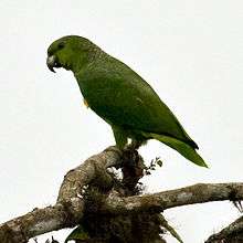 A green parrot with a green-yellow underside