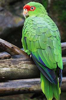 A green parrot with a red forehead, blue-tipped wings, and white eye-spots