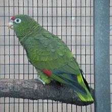 A green parrot with black-tipped wings, a red forehead, and white eye-spots