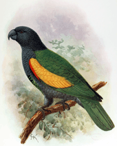A green parrot with a dark grey head and underside