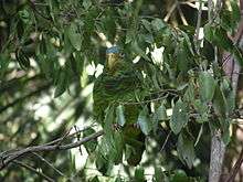 A green parrot with a blue forehead, grey-tipped feathers on the throat, a yellow mark between the eyes and beak, and white eye-spots
