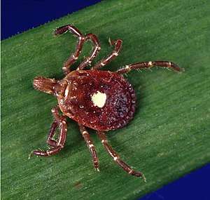A photograph of a red, eight-legged, oval-shaped organism with a white spot on its back standing on a green strip with a blue background