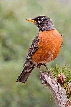 A robin perches on a stubby branch, looking alert.