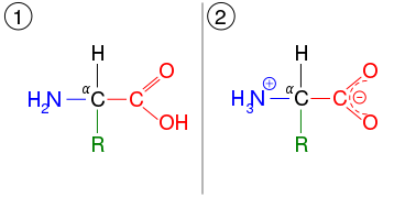 An amino acid, which shown in two ionization states. First, it is shown in the same arrangement as the lead image. This is the unionised form. It is also shown in the ionized form, after the carboxyl group has lost a hydrogen atom, which introduces a negative charge, and the amino group has gained a hydrogen, which introduces a positive charge.