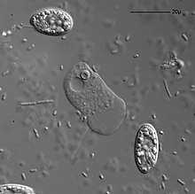 Vahlkampfia is visible in the center. The oval organisms are cryptomonads, the tiny spots and sticks are bacteria