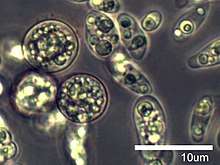 Amoebidium parasiticum