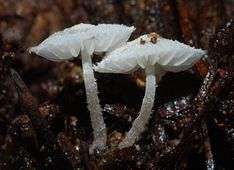 A pair of pearly white mushrooms with a hairy cap surface and stem as well as low-hanging, thick gills. They are growing on dark, decaying leaves.