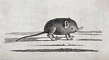Etching of an elephant shrew with a small proboscis.