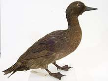 Image of Auckland teal in the collection of Auckland Museum