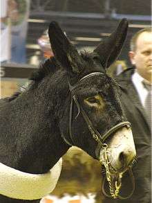 head of a dark-coloured donkey