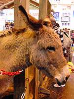Head of a Provence donkey