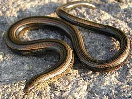 The slowworm is a small lizard which has no limbs and is, therefore, often mistaken for a snake.