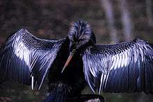 A black bird with a long slender orange beak and white-fringed spread wings stands on a rock
