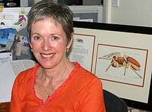 Anne Jones at the offices of ToadShow in April 2011. The framed drawing in the image is Opopaea jonesae Baehr, 2011, a Goblin Spider named in honour of Anne Jones.