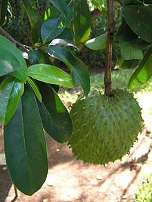A spiky green fruit growing on a tree