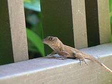 Anolis cybotes on deck of house