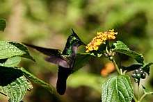 Hummingbird feeding from Lantana camara flower in Dominica.