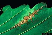 leaf symptoms of Apiognomonia errabunda