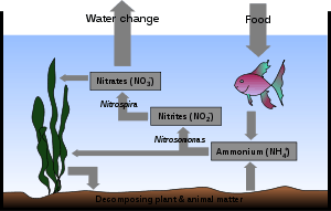 Drawing showing cross-section of the ocean. The bottom is labeled "Decomposing plant & animal matter". An arrow points from seaweed to the bottom. Another arrow points to a rectangle labeled Ammounium (NH+4). A two-headed arrow is labeled Nitrosomonas and points back to the seaweed and also to another rectangle labeled Nitrites (NO−2). Another arrow labeled Nitrospira points to another rectangle labeled Nitrates (NO−3). Another arrow points back to the seaweed. Another arrow points to the air above the ocean surface and is labeled Water change. Another arrow, labeled Food points from the air to a fish below the surface. A final arrow points to the rectangle labeled Ammonium (NH+4).