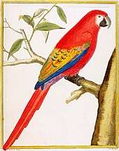 An illustration of a macaw with orange-red tail, back and breast feathers, and mauve, blue and yellow wings. It sits on a tree branch facing right.