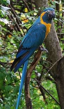 A blue parrot with a white eye-patch and a yellow throat, cheeks, and underside