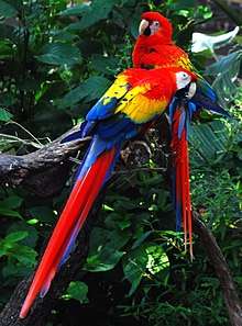 Two macaws sitting in a tree; both have red head and upper body feathers, yellow midsection feathers, blue lower body and wing tip feathers, and predominantly red tails with blue streaks