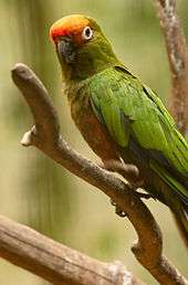 A green parrot with a yellow forehead and white eye-spots