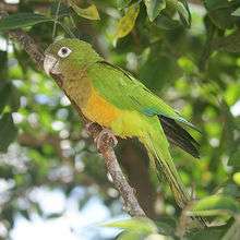 A green parrot with a yellow underside and white eye-spots