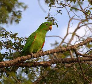 A green parrot with red shoulders and white eye-spots