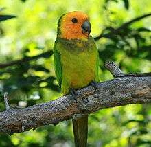 A green parrot with a yellow head, black eye-spots, and a light-green underside