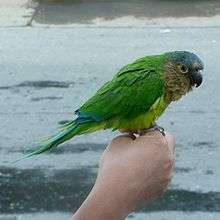 A green parrot with a brown throat and cheeks, a blue forehead, a light-green underside, white eye-spots, and blue-tipped wings